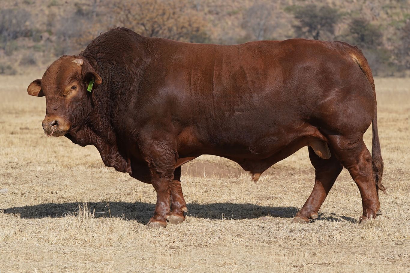 Beefmaster - River Glen Wildlife